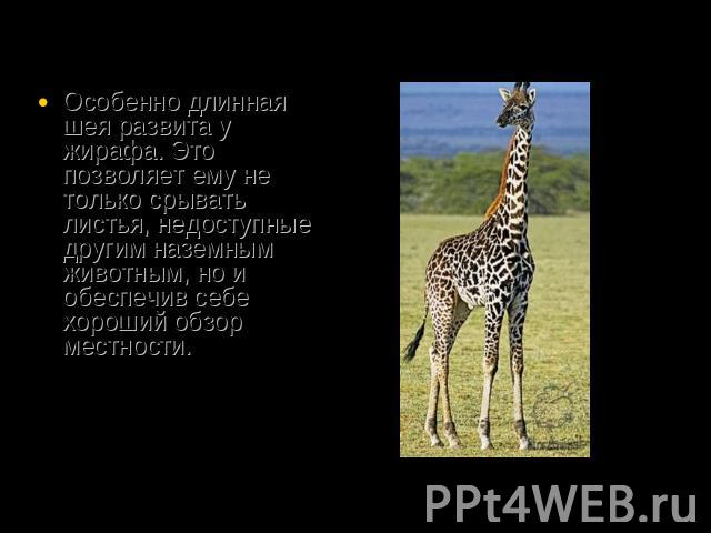 Особенно длинная шея развита у жирафа. Это позволяет ему не только срывать листья, недоступные другим наземным животным, но и обеспечив себе хороший обзор местности.