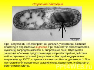 Строение бактерий При наступлении неблагоприятных условий, у некоторых бактерий