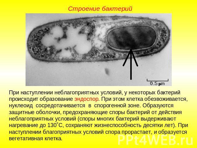 Строение бактерий При наступлении неблагоприятных условий, у некоторых бактерий происходит образование эндоспор. При этом клетка обезвоживается, нуклеоид сосредотачивается в спорогенной зоне. Образуются защитные оболочки, предохраняющие споры бактер…