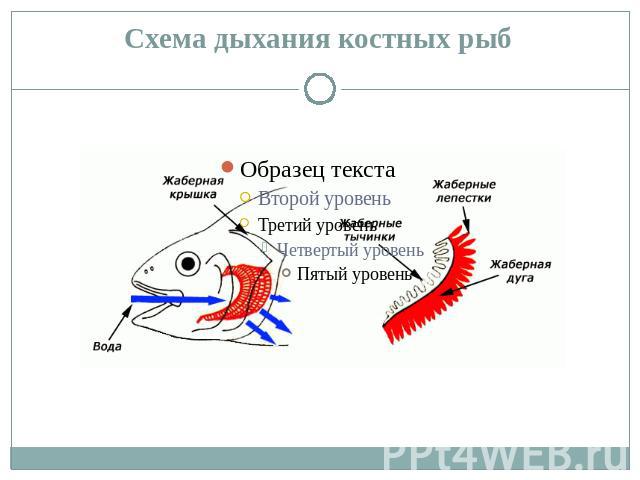 Схема дыхания костных рыб