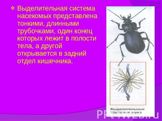 Выделительная система насекомых представлена тонкими, длинными трубочками, один конец которых лежит в полости тела, а другой открывается в задний отдел кишечника.