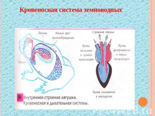 Кровеносная система земноводных