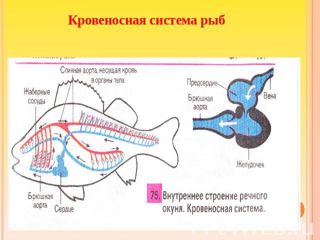 Кровеносная система рыб
