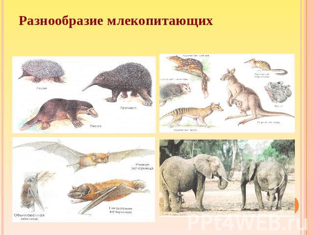 Разнообразие млекопитающих