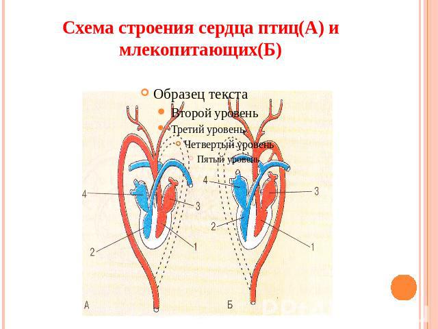 Схема строения сердца птиц(А) и млекопитающих(Б)
