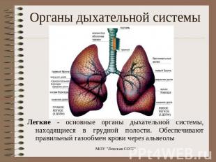 Органы дыхательной системы Легкие - основные органы дыхательной системы, находящ