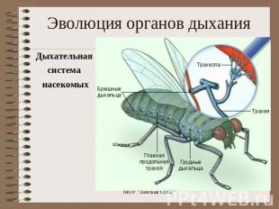 Эволюция органов дыхания Дыхательная система насекомых