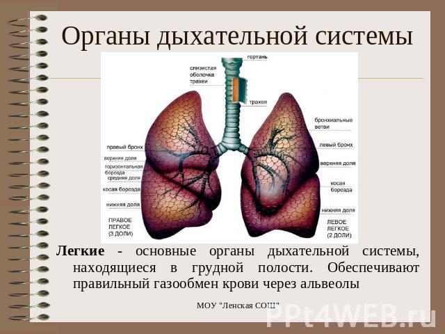 Органы дыхательной системы Легкие - основные органы дыхательной системы, находящиеся в грудной полости. Обеспечивают правильный газообмен крови через альвеолы