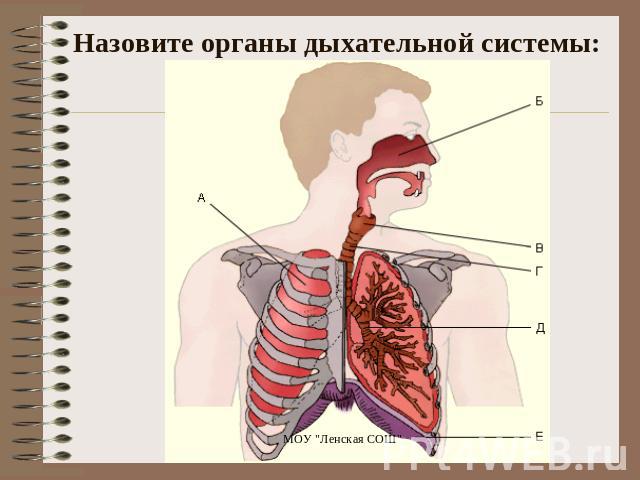 Назовите органы дыхательной системы: