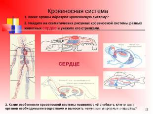 Кровеносная система1. Какие органы образуют кровеносную систему?2. Найдите на сх
