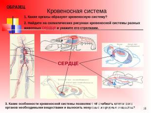 Кровеносная система1. Какие органы образуют кровеносную систему?2. Найдите на сх