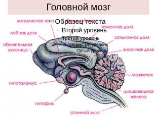 Головной мозг млекопитающих.