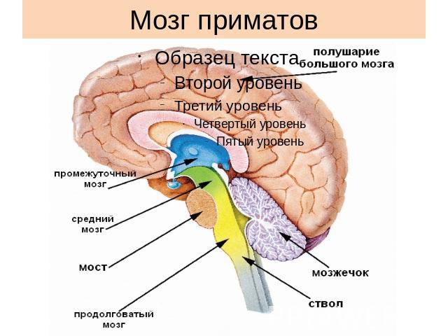 Мозг приматов
