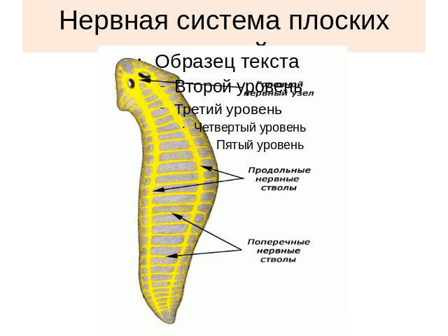 Нервная система плоских червей