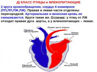 Д) КЛАСС ПТИЦЫ и МЛЕКОПИТАЮЩИЕ2 круга кровообращения, сердце 4-хкамерное (ПП,ЛП,