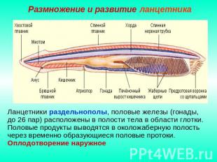 Размножение и развитие ланцетника Ланцетники раздельнополы, половые железы (гона