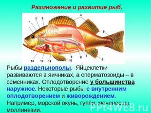 Размножение и развитие рыб. Рыбы раздельнополы. Яйцеклетки развиваются в яичника