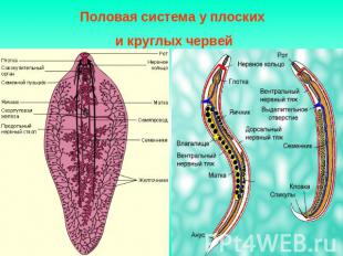 Половая система у плоских и круглых червей