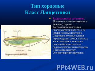 Тип хордовыеКласс Ланцетники Раздельнополые организмы. Половые органы (семенники