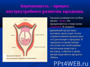 Беременность – процесс внутриутробного развития зародыша. Зародыш развивается в