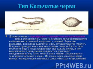 Тип Кольчатые черви Дождевые черви – гермафродиты с перекрёстным оплодотворением