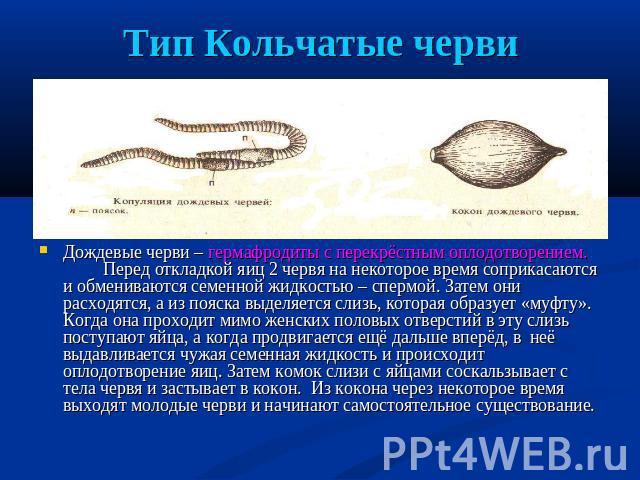 Тип Кольчатые черви Дождевые черви – гермафродиты с перекрёстным оплодотворением. Перед откладкой яиц 2 червя на некоторое время соприкасаются и обмениваются семенной жидкостью – спермой. Затем они расходятся, а из пояска выделяется слизь, которая о…