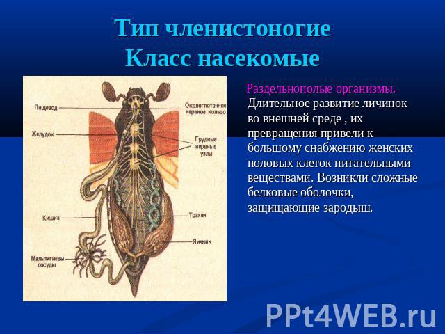 Тип членистоногиеКласс насекомые Раздельнополые организмы. Длительное развитие личинок во внешней среде , их превращения привели к большому снабжению женских половых клеток питательными веществами. Возникли сложные белковые оболочки, защищающие зародыш.