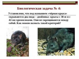 Биологическая задача № 4: Установлено, что под названием «чёрная крыса» скрывают
