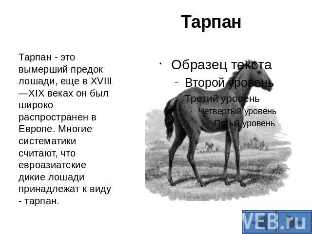 Тарпан Тарпан - это вымерший предок лошади, еще в XVIII—XIX веках он был широко распространен в Европе. Многие систематики считают, что евроазиатские дикие лошади принадлежат к виду - тарпан.