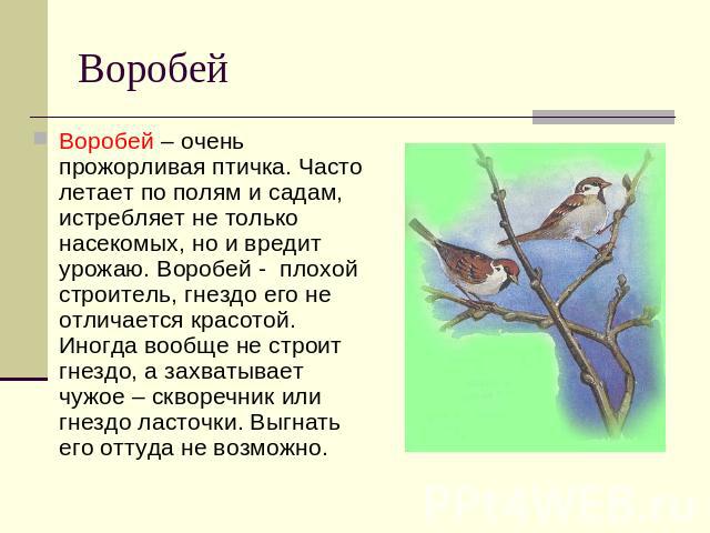Воробей Воробей – очень прожорливая птичка. Часто летает по полям и садам, истребляет не только насекомых, но и вредит урожаю. Воробей - плохой строитель, гнездо его не отличается красотой. Иногда вообще не строит гнездо, а захватывает чужое – сквор…