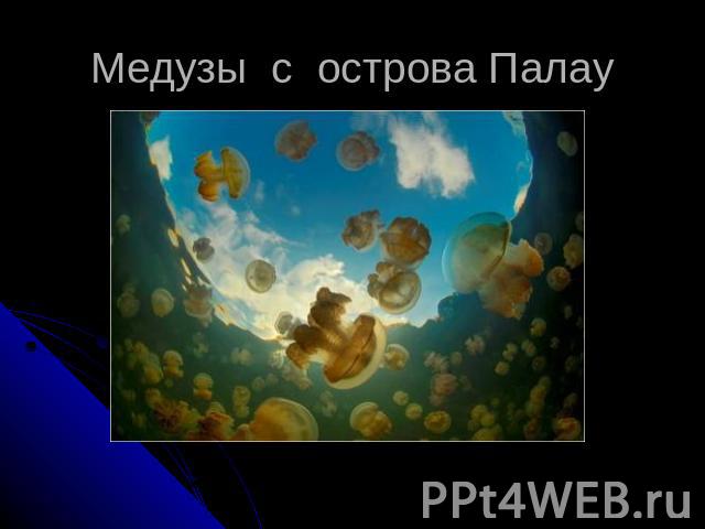 Медузы с острова Палау