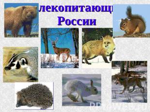Млекопитающие России