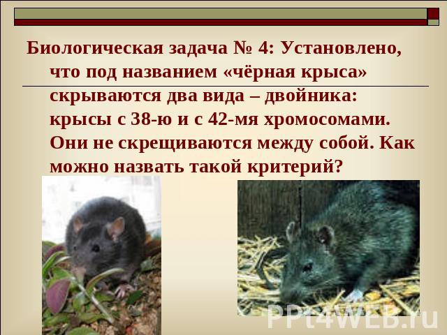 Биологическая задача № 4: Установлено, что под названием «чёрная крыса» скрываются два вида – двойника: крысы с 38-ю и с 42-мя хромосомами. Они не скрещиваются между собой. Как можно назвать такой критерий?