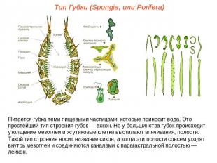 Тип Губки (Spongia, или Porifera)Питается губка теми пищевыми частицами, которые