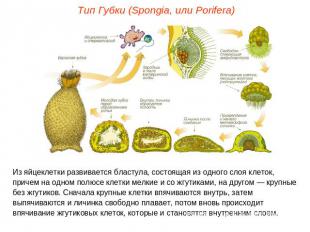 Тип Губки (Spongia, или Porifera)Из яйцеклетки развивается бластула, состоящая и