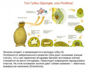 Тип Губки (Spongia, или Porifera)Личинка оседает и превращается в молодую губку