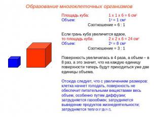 Образование многоклеточных организмов Площадь куба: 1 х 1 х 6 = 6 см2 Объем:13 =