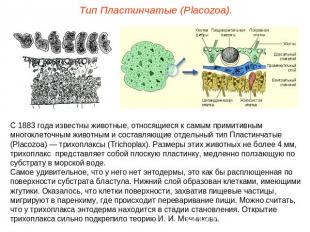 Тип Пластинчатые (Placozoa).С 1883 года известны животные, относящиеся к самым п
