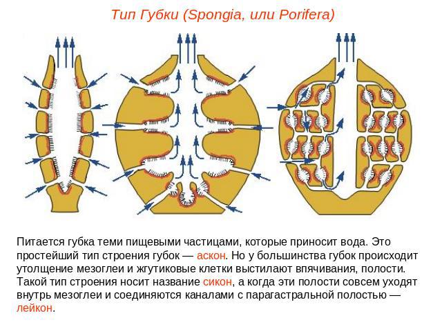 Тип Губки (Spongia, или Porifera)Питается губка теми пищевыми частицами, которые приносит вода. Это простейший тип строения губок — аскон. Но у большинства губок происходит утолщение мезоглеи и жгутиковые клетки выстилают впячивания, полости. Такой …