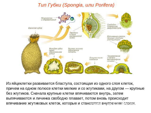 Тип Губки (Spongia, или Porifera)Из яйцеклетки развивается бластула, состоящая из одного слоя клеток, причем на одном полюсе клетки мелкие и со жгутиками, на другом — крупные без жгутиков. Сначала крупные клетки впячиваются внутрь, затем выпячиваютс…