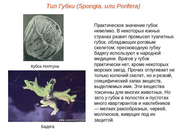Тип Губки (Spongia, или Porifera)Практическое значение губок невелико. В некоторых южных странах развит промысел туалетных губок, обладающих роговым скелетом; пресноводную губку бадягу используют в народной медицине. Врагов у губок практически нет, …