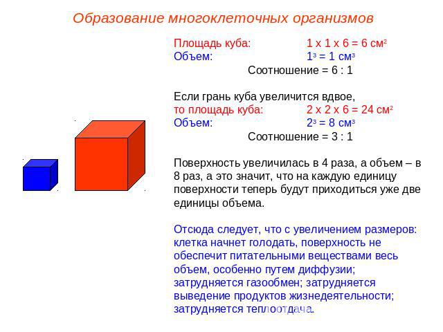 Образование многоклеточных организмов Площадь куба: 1 х 1 х 6 = 6 см2 Объем:13 = 1 см3Соотношение = 6 : 1Если грань куба увеличится вдвое,то площадь куба:2 х 2 х 6 = 24 см2Объем:23 = 8 см3Соотношение = 3 : 1Поверхность увеличилась в 4 раза, а объем …