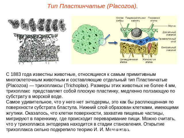 Тип Пластинчатые (Placozoa).С 1883 года известны животные, относящиеся к самым примитивным многоклеточным животным и составляющие отдельный тип Пластинчатые (Placozoa) — трихоплаксы (Trichoplax). Размеры этих животных не более 4 мм, трихоплакс предс…