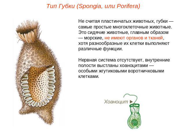 Тип Губки (Spongia, или Porifera)Не считая пластинчатых животных, губки — самые простые многоклеточные животные. Это сидячие животные, главным образом — морские, не имеют органов и тканей, хотя разнообразные их клетки выполняют различные функции. Не…