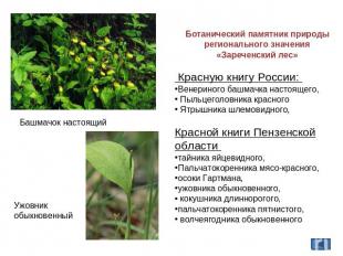 Ботанический памятник природы регионального значения «Зареченский лес» Красную к