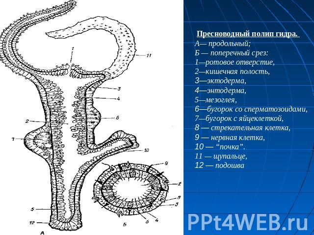 Пресноводный полип гидра. А— продольный; Б — поперечный срез:1—ротовое отверстие,2—кишечная полость, 3—эктодерма, 4—энтодерма, 5—мезоглея,6—бугорок со сперматозоидами, 7—бугорок с яйцеклеткой, 8 — стрекательная клетка, 9 — нервная клетка, 10 — “почк…