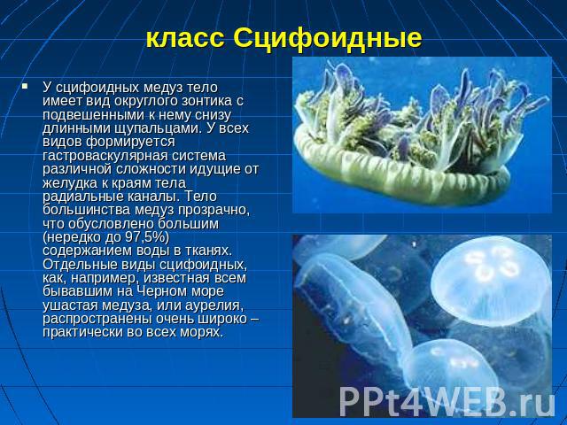 класс Сцифоидные У сцифоидных медуз тело имеет вид округлого зонтика с подвешенными к нему снизу длинными щупальцами. У всех видов формируется гастроваскулярная система различной сложности идущие от желудка к краям тела радиальные каналы. Тело больш…