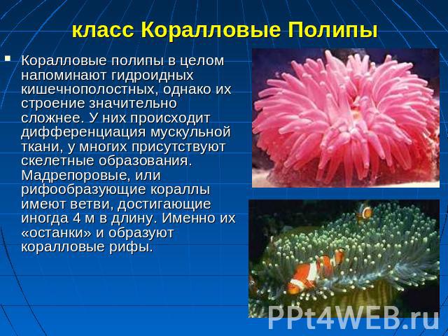 класс Коралловые Полипы Коралловые полипы в целом напоминают гидроидных кишечнополостных, однако их строение значительно сложнее. У них происходит дифференциация мускульной ткани, у многих присутствуют скелетные образования. Мадрепоровые, или рифооб…