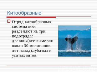 Китообразные Отряд китообразных систематики разделяют на три подотряда: древних(