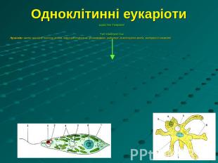 Одноклітинні еукаріоти Царство ТвариниТип Найпростіші Приклади: амеба звичайна,